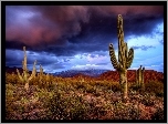 Kaktusy, Saguaro, Karnegia olbrzymia, Fioletowo, Granatowe, Chmury, Park Narodowy Saguaro, Stan Arizona, Stany Zjednoczone