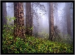 Stany Zjednoczone, Kalifornia, Park Narodowy Redwood, Las, Drzewa, Mgła, Paprocie, Sekwoje