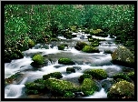 Rzeka, Kamienie, Las
