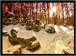 Kamienie, Drzewa, Słońce, Snieg