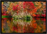 Jesień, Staw, Kumoba Pond, Kolorowe, Drzewa, Kępy, Trawy, Odbicie, Karuizawa, Nagano, Japonia