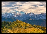 Austria, Karyntia, Góry Alpy, Alpy Julijskie, Drzewa