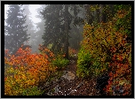 Jesień, Las, Drzewa, Kolorowe, Krzewy, Ścieżka, Mgła