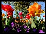 Kolorowe, Tulipany, Bratki, Kwitnące, Drzewo, Wiosna