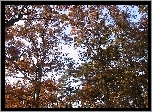Jesień, Korony, Drzew