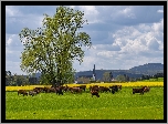 Drzewo, Łąka, Krowy, Kościół, Dolina Wittlicha, Niemcy
