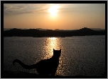 Kot, Jezioro, Zachód słońca, Góry