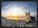 Kot, Wybrzeże, Latarnia, Morska, Wschód, Słońca