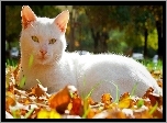 Biały, Kotek, Jesień