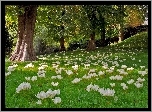 Krokusy, Łąka, Park, Anglia
