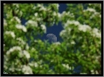 Niebo, Księżyc, Drzewa