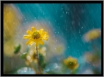 Żółty, Kwiatek, Deszcz