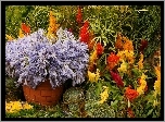 Ogródek, Kwiatowy, Doniczka