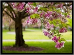Drzewo, Kwiaty, Wiosna