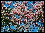 Magnolia, Kwiaty, Wiosna