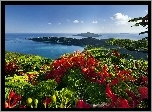 Kwiaty, Ocean, Wyspy, Karaiby