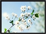 Kwitnąca, Gałązka, Drzewo, Owocowe