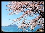 Kwitnące drzewo wiśni - Japonia.