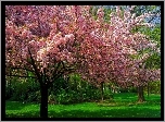 Kwitnące, Drzewa, Park, Wiosna