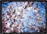 Wiśnia, Kwitnące, Drzewo owocowe, Przebijające światło, Wiosna