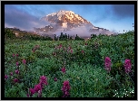 Park Narodowy Mount Rainier, Stratowulkan Mount Rainier, Góry, Łąka, Kwiaty, Stan Waszyngton, Stany Zjednoczone