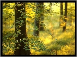 Anglia, Las państwowy Friston Forest, Drzewa, Buk