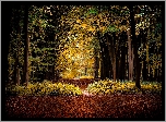 Las, Drzewa, Liście, Ścieżka, Jesień
