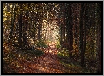 Las, Droga, Ścieżka, Drzewa, Jesień