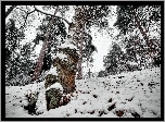 Las, Śnieg, Drzewa, Liście
