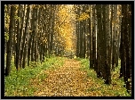 Las, Droga, Jesień, Liście