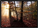 Jesień, Las, Promienie Słońca, Drzewa, Gałązki, Liście