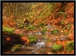 Jesień. Las, Rzeka, Omszałe, Kamienie, Żółte, Liście