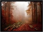 Las, Droga, Mgła, Jesień, Kłody