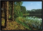 Las, Sosnowy, Jezioro, Szuwary