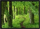 Las, Ścieżka, Drzewa, Krzewy, Wiosna