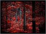 Las, Drzewa, Czerwone, Liście, Jesień