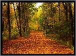 Las, Mostek, Drzewa, Liście, Jesień