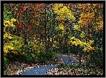 Las, Droga, Kolorowe, Drzewa, Liście, Jesień