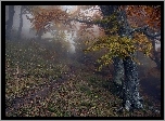 Las, Drzewa, Ścieżka, Mgła, Jesień