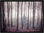 Las, Bezlistne, Drzewa, Mgła, Jesień