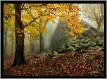 Las, Skała, Mgła, Jesień, Opadłe, Liście