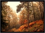 Las, Jesień, Dróżka, Paprocie, Drzewa