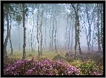 Las, Mgła, Polana, Wrzosy