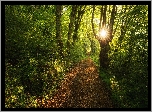Las, Drzewa, Ścieżka, Promienie słońca
