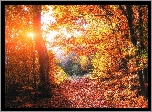 Las, Drzewa, Jesień, Promienie słońca