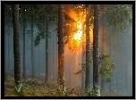 Las, Mgła, Promienie Słońca