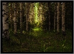 Las, Brzozy, Przebijające światło