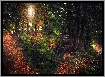 Las, Drzewa, Ścieżka, Przebijające światło