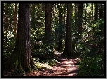 Las, Ścieżka, Przebijające Światło