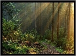 Las, Droga, Przebijające Światło